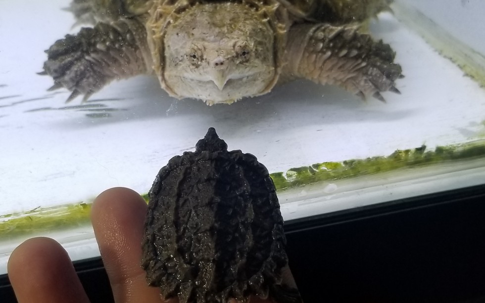 大佛杂开箱嫖大佛杂