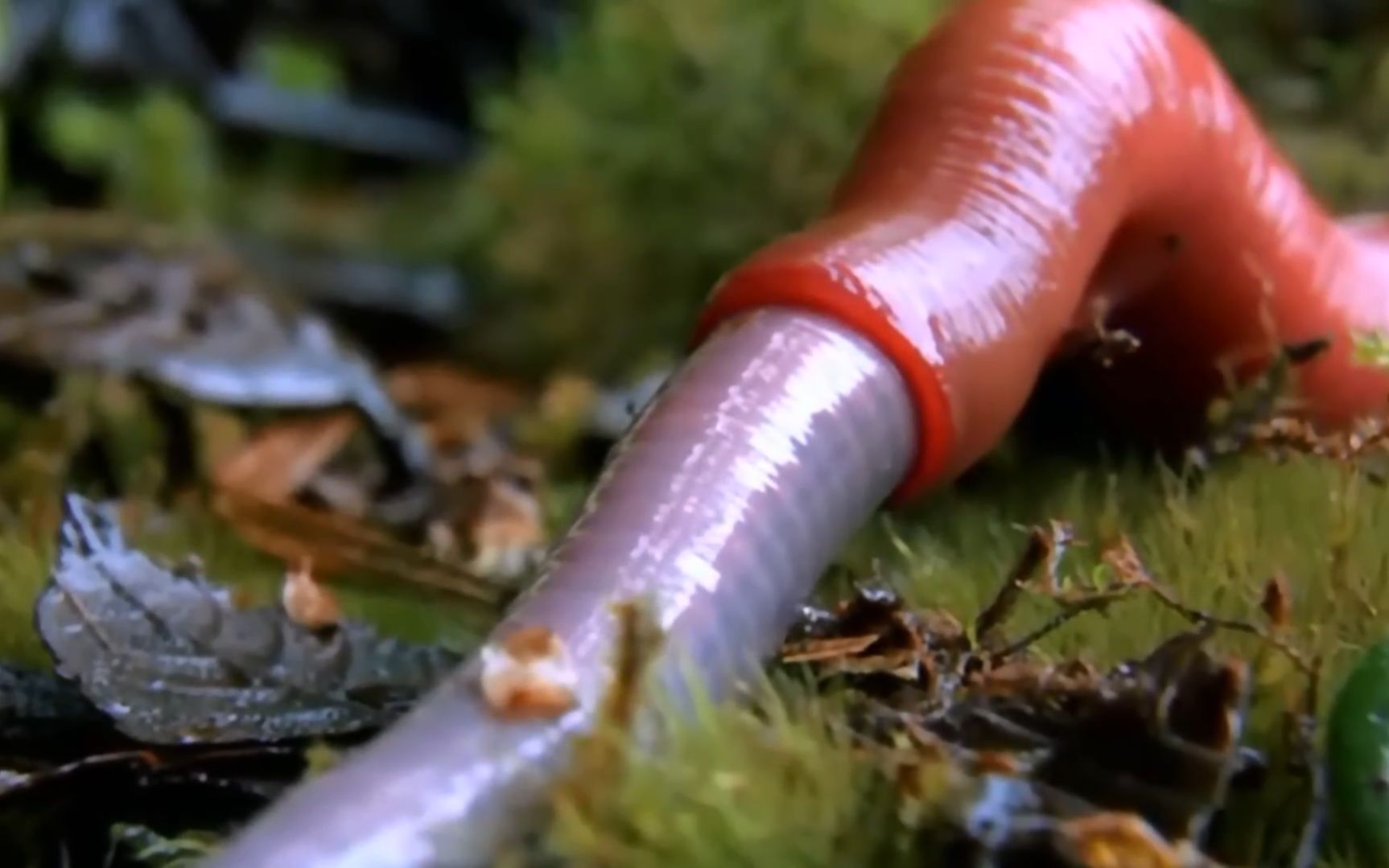 一只巨大的水蛭吞下了一条巨大的蚯蚓-有点恶心