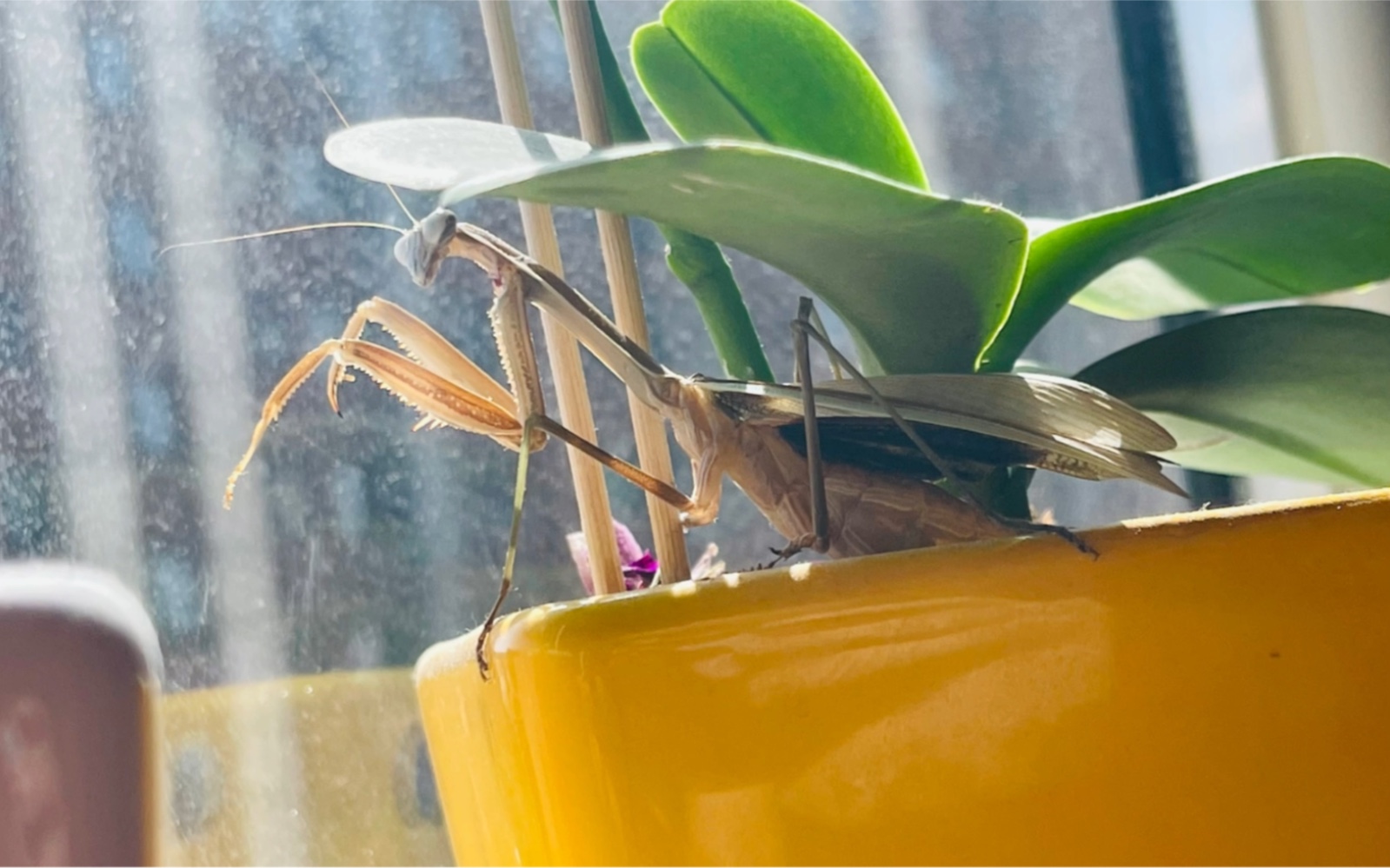 活动作品家里的小可爱们螳螂们的休闲时光晒日光浴