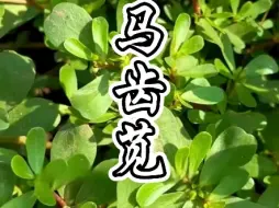 Video herunterladen: 大家看我发现了什么