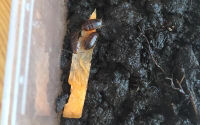 橙头蟑螂苗子喂食(水视频)