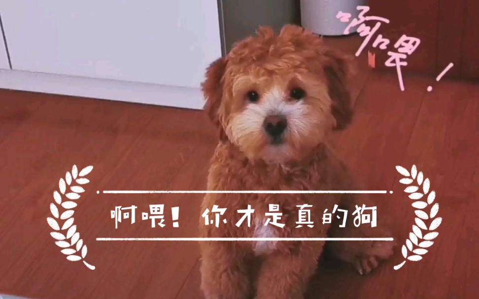 菜菜狗小巴啊喂玩不起咩你才是真的狗