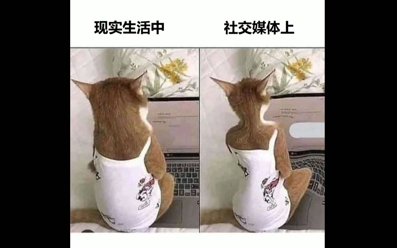 外网上那些好玩的猫猫沙雕梗图们(三)【自译中字】哔哩哔哩bilibili