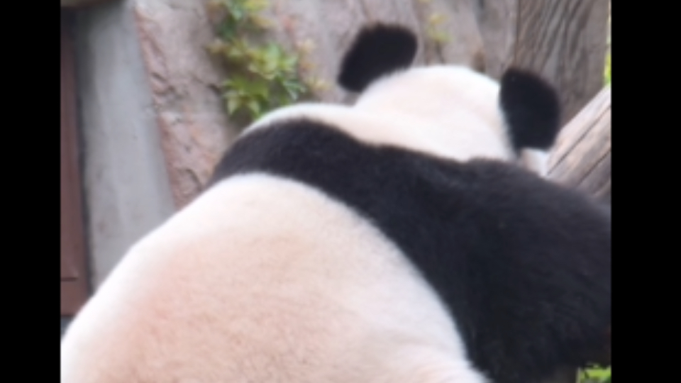 看背猜熊,看看这个圆润的背影,是北动的哪只小熊呢