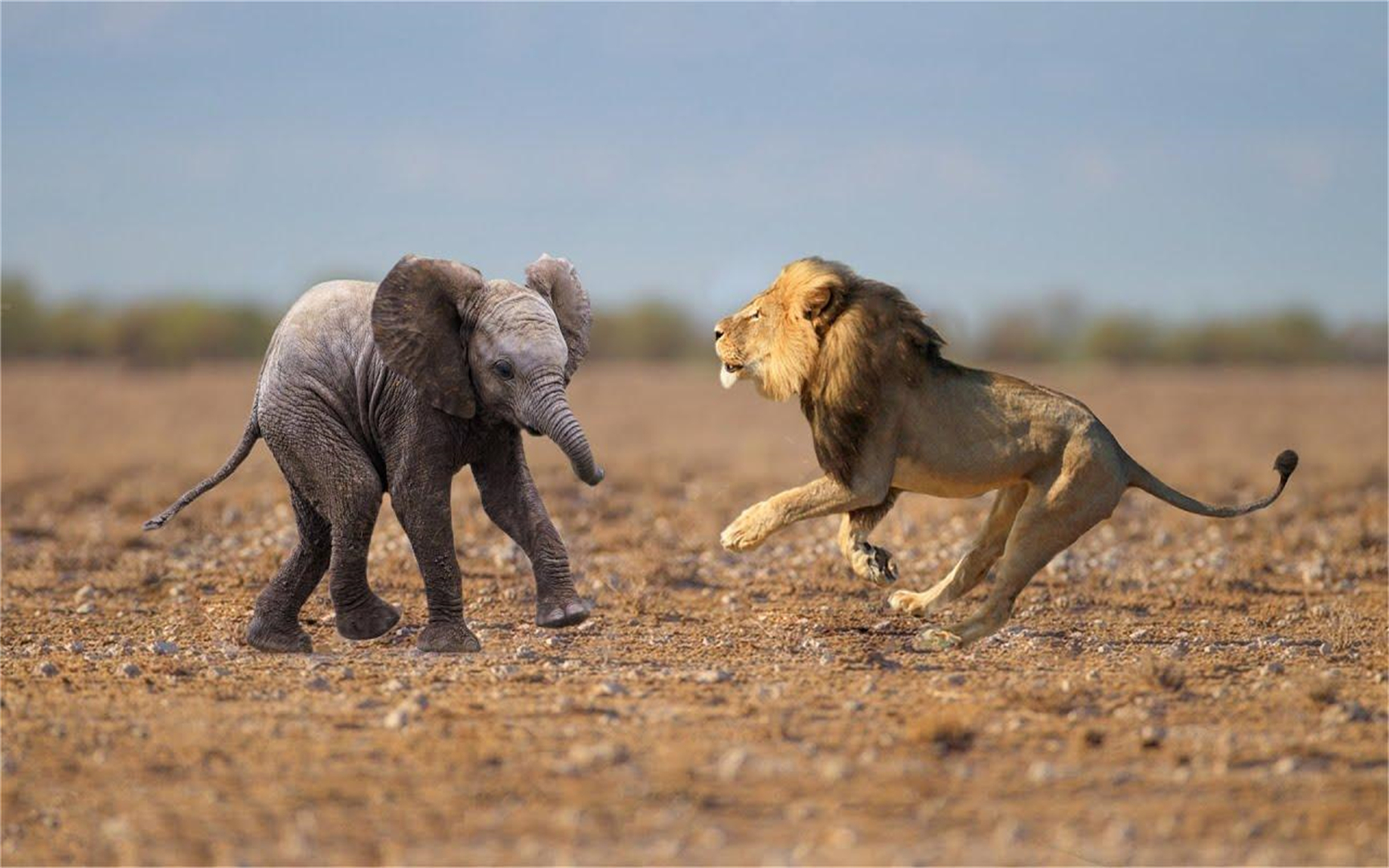 狮子攻击婴儿大象,能否成功,大象营救不及时结果如何!