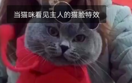 当猫咪看见铲屎官的猫脸特效 惊吓的小表情萌翻了哔哩哔哩bilibili