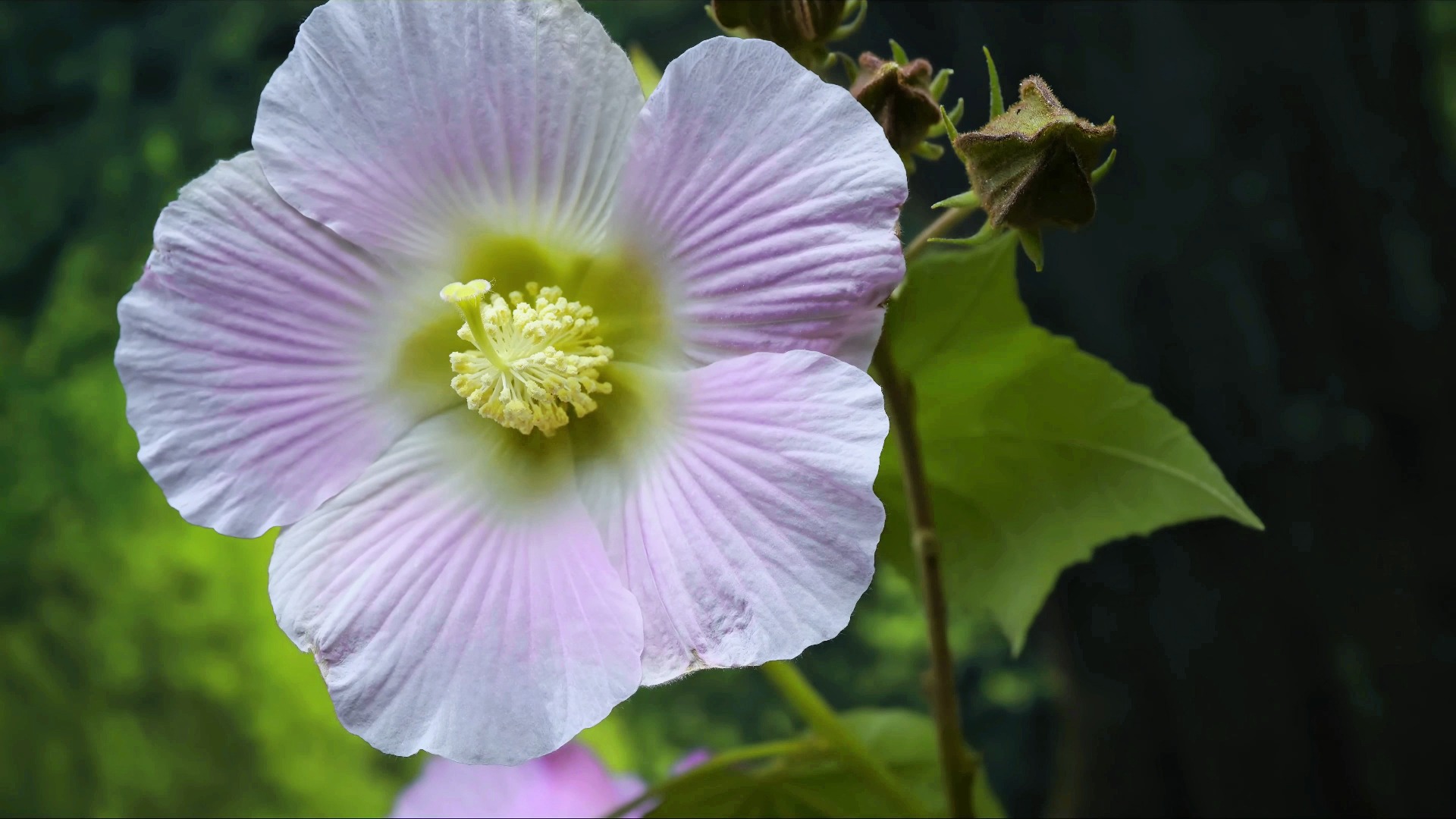 【原创】【延时摄影】每天来看一朵花开/单瓣木芙蓉哔哩哔哩bilibili