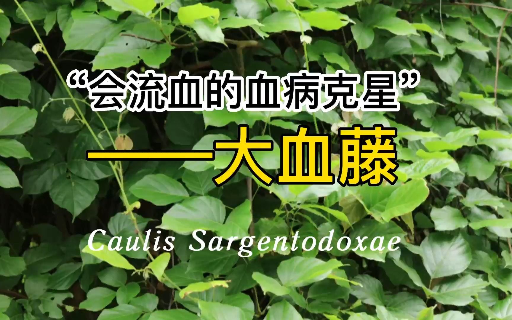 紫血藤的功效与副作用(紫血藤功效与副作用大揭秘)