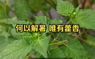 Video herunterladen: 何以解暑，唯有藿香