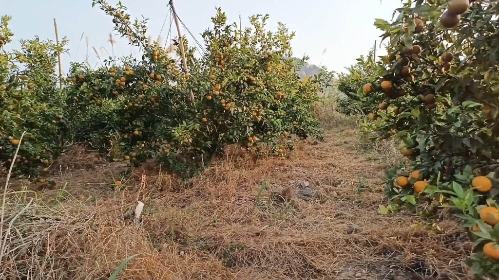粗放型做农业要洗牌, 这几种柑橘农户类型要淘汰