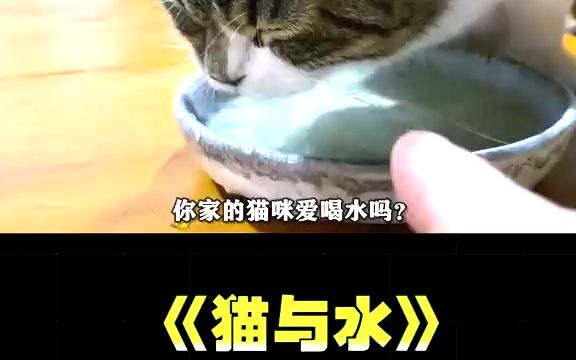 你家的猫咪爱喝水吗?猫咪为什么不爱喝水?#猫咪 #宠物知识哔哩哔哩bilibili