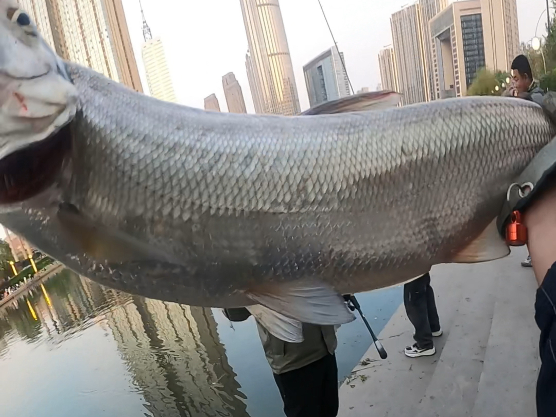 天津市内海河路亚钓获亚米级翘嘴.