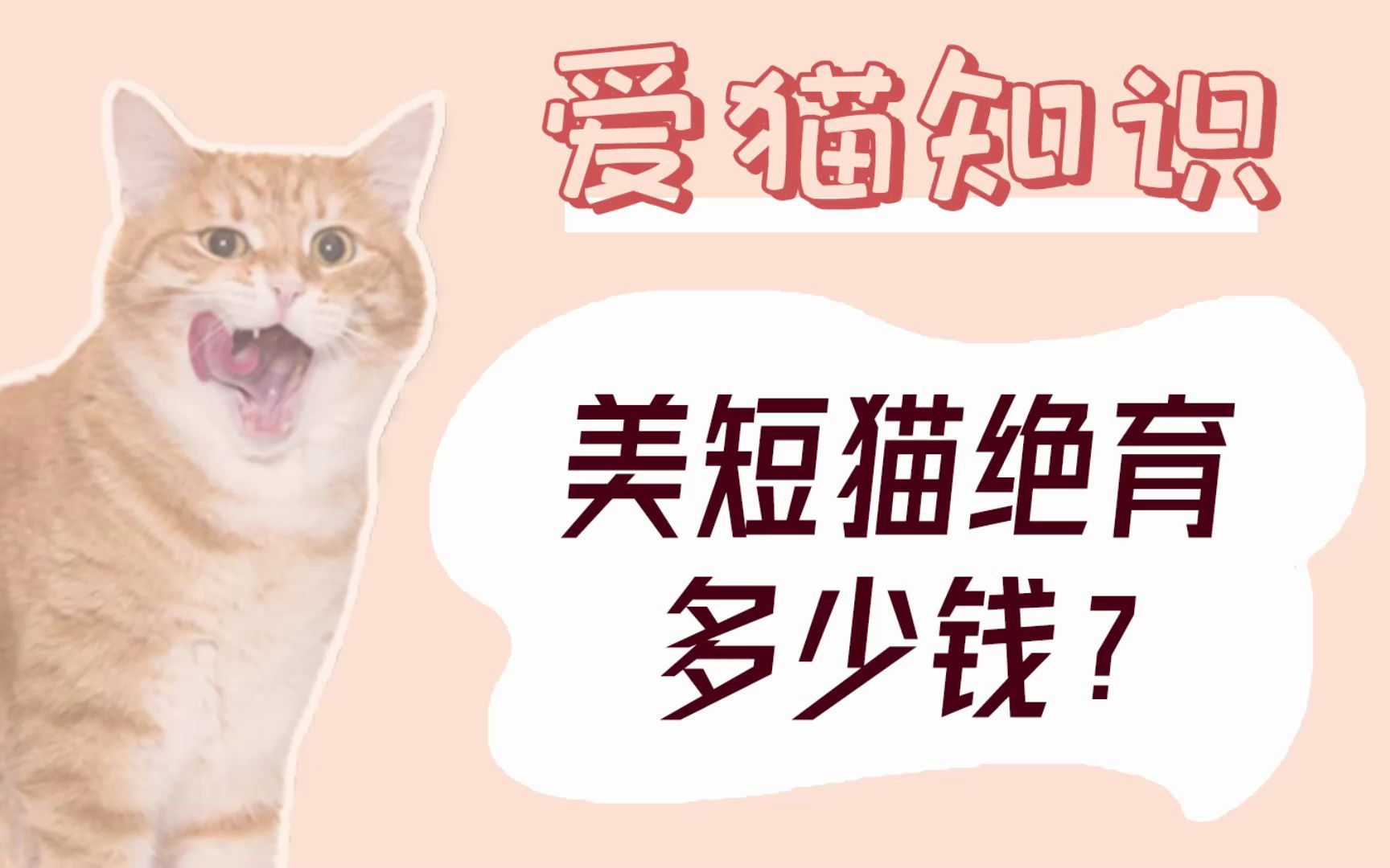 美短猫绝育需要多少钱?哔哩哔哩bilibili