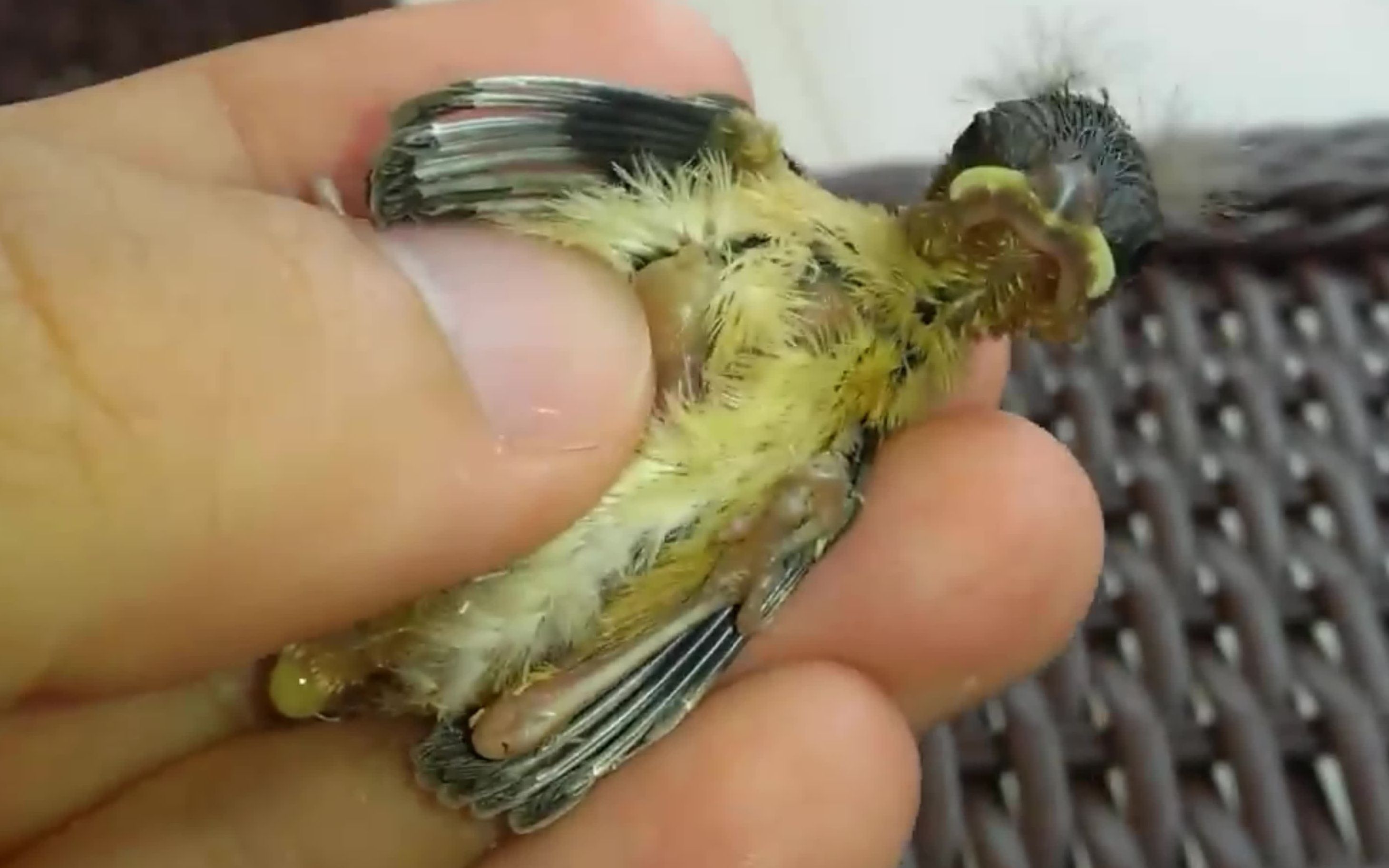 苍蝇在雏鸟身上产卵清理虫卵强迫症患者