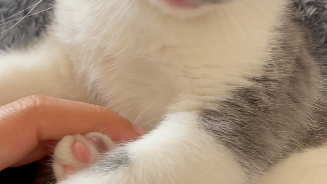 小猫咪,吃手手