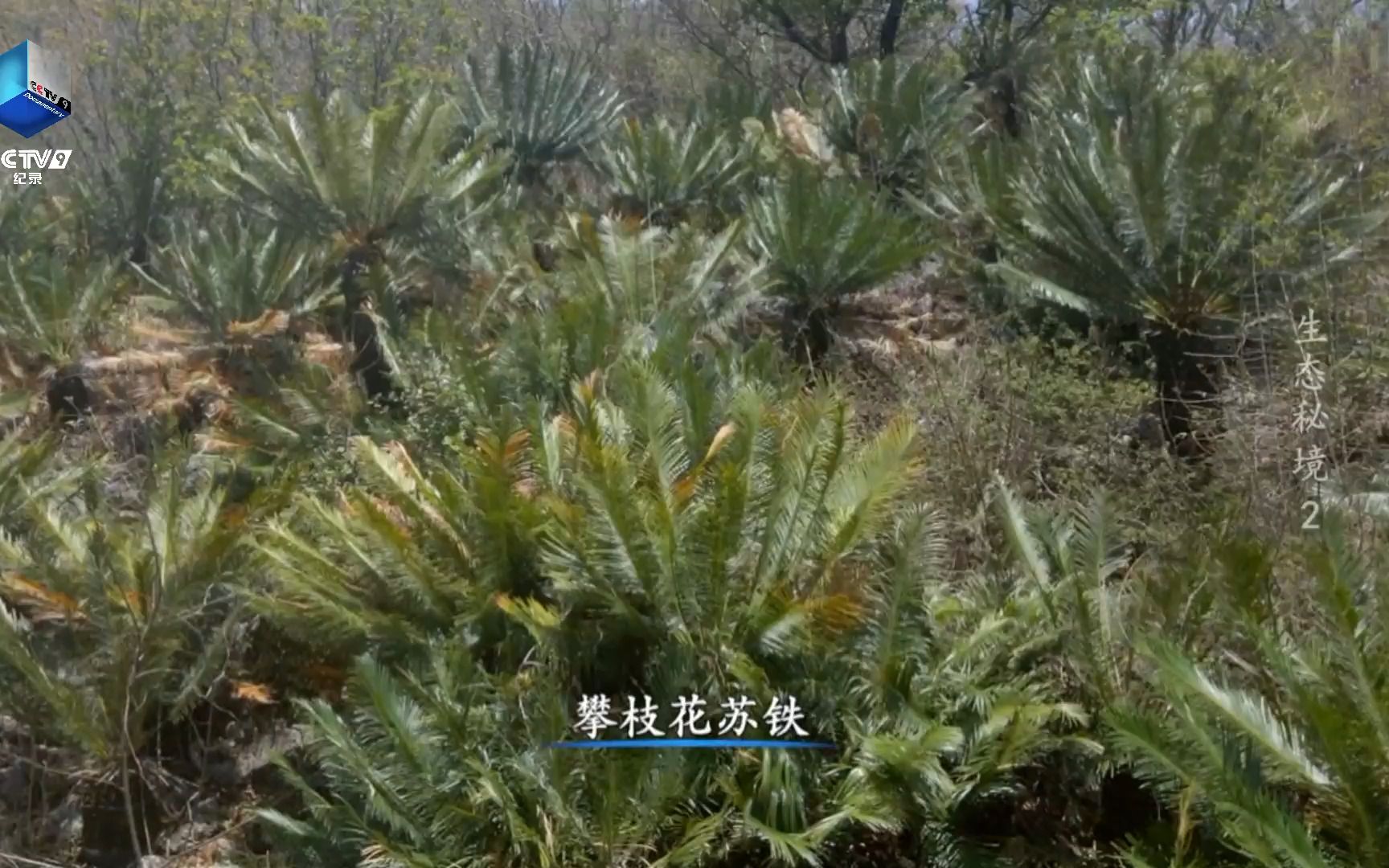 喜欢温暖环境的苏铁如何穿越冰川时期哔哩哔哩bilibili