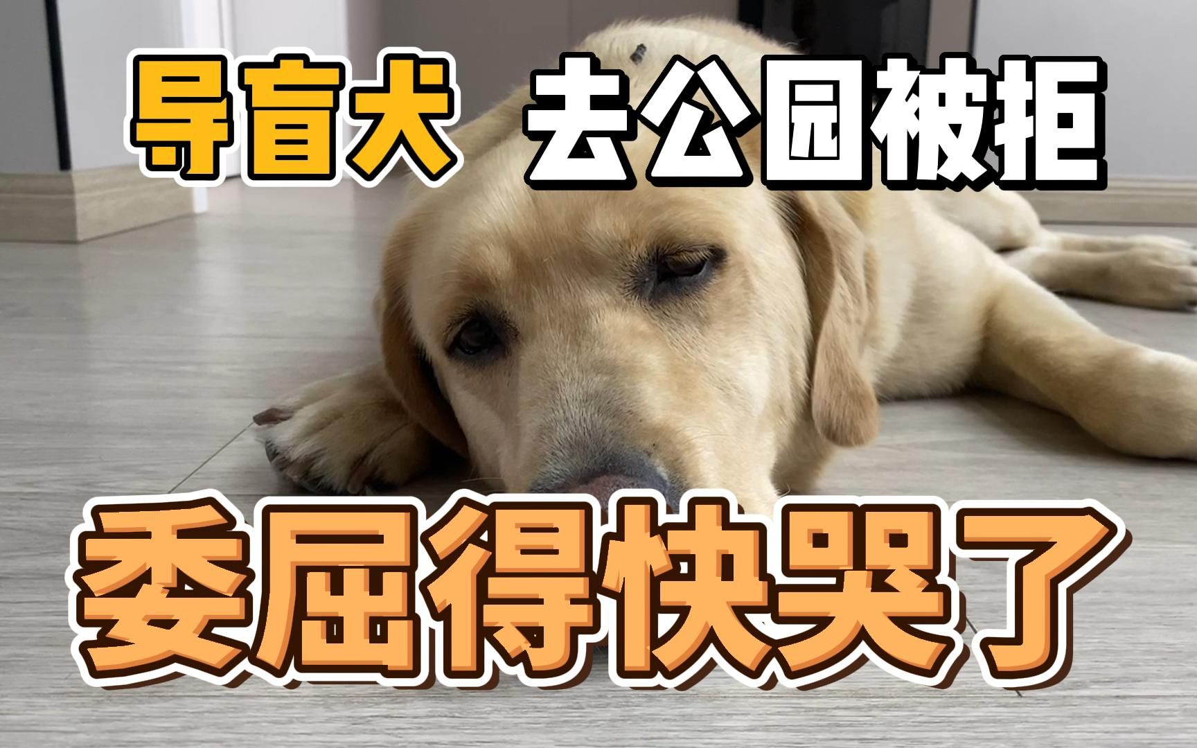 [图]导盲犬虎子进公园，被驱赶和怒吼：“是狗就是不能进”，耷拉着头等主人安抚！至今不被理解，好辛酸！