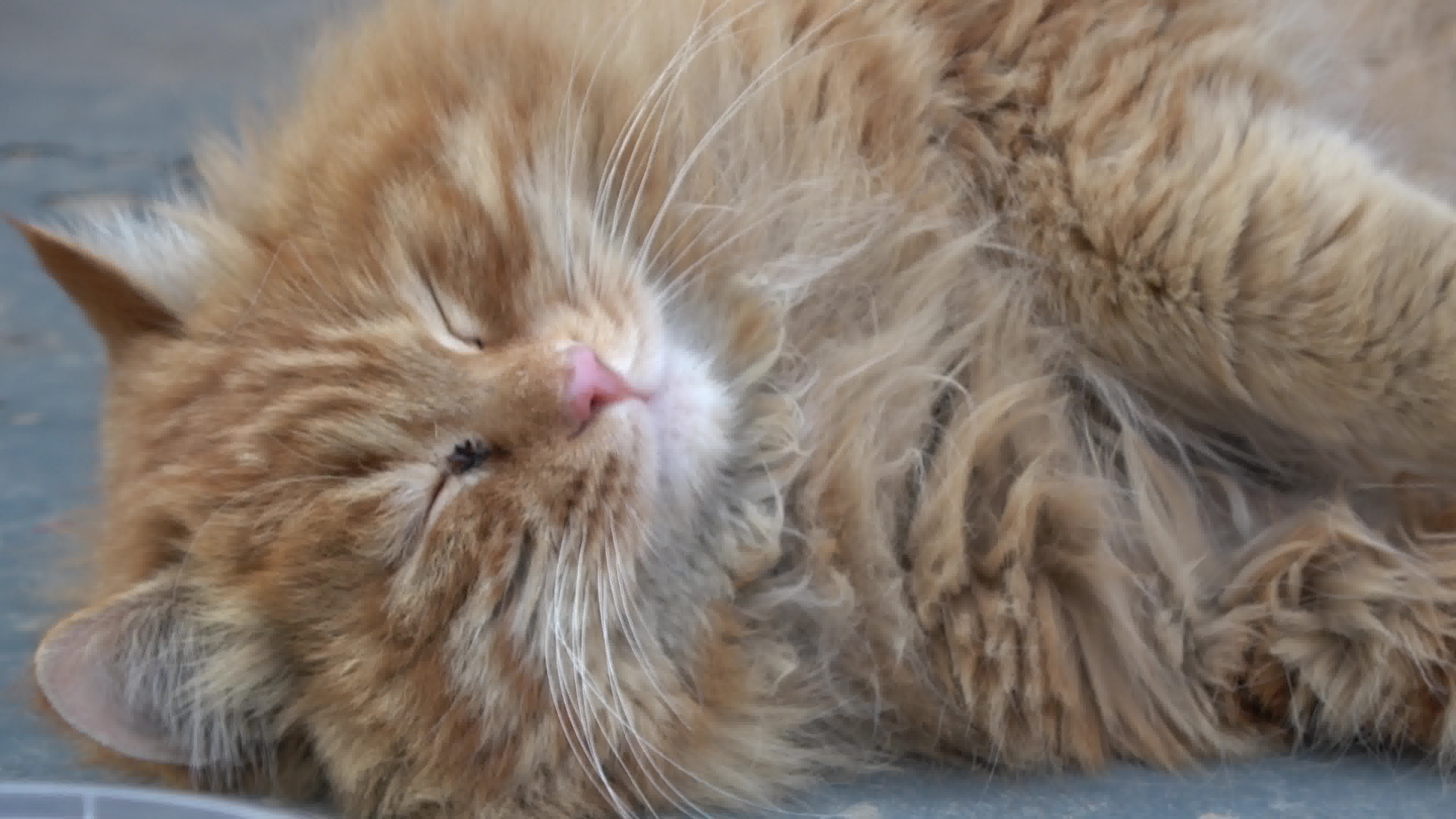 [流浪猫胖橘]20190316 还不来撸我嘛?