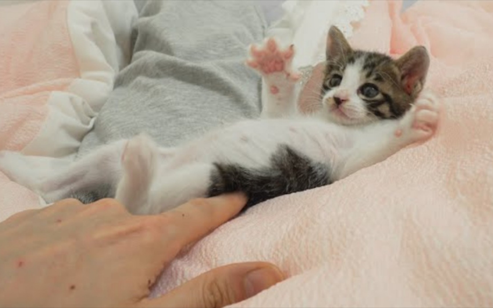 给小猫宝宝挠痒痒时的可爱反应.
