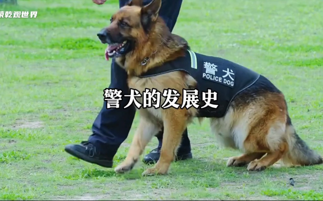 [图]警犬的发展史