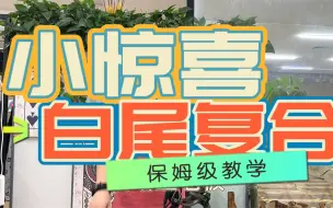 Télécharger la video: 熊牌白尾、这么快就走了