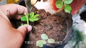 Скачать видео: 嫁接月季花苗怎么养护？方法略有不同，大家要分清楚