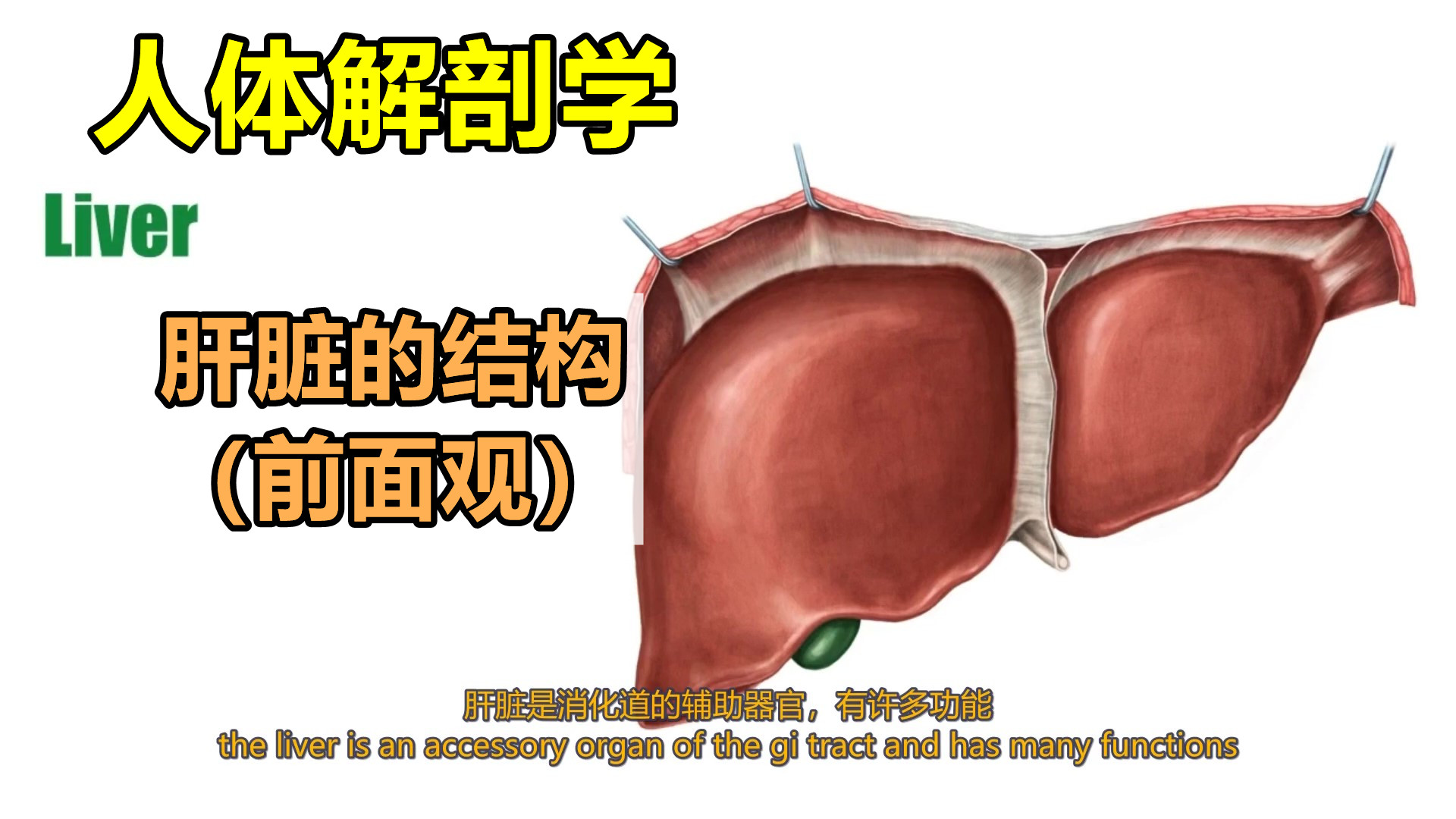 肝的前面观解剖图图片