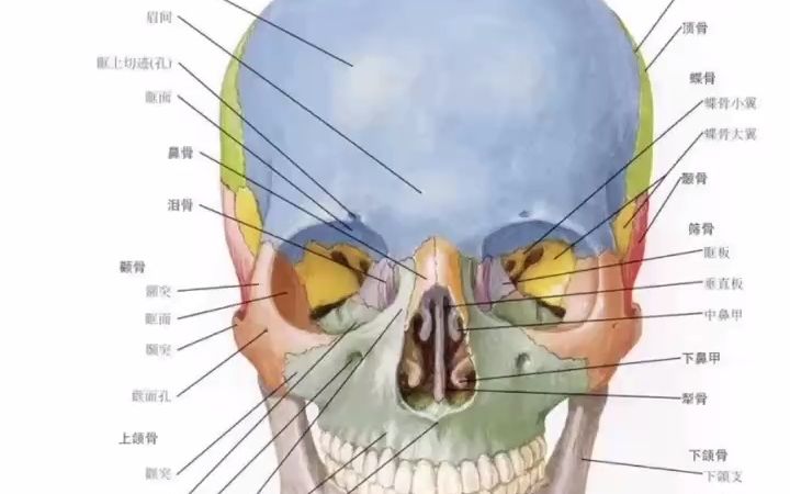 [图]口腔解剖生理学图谱~