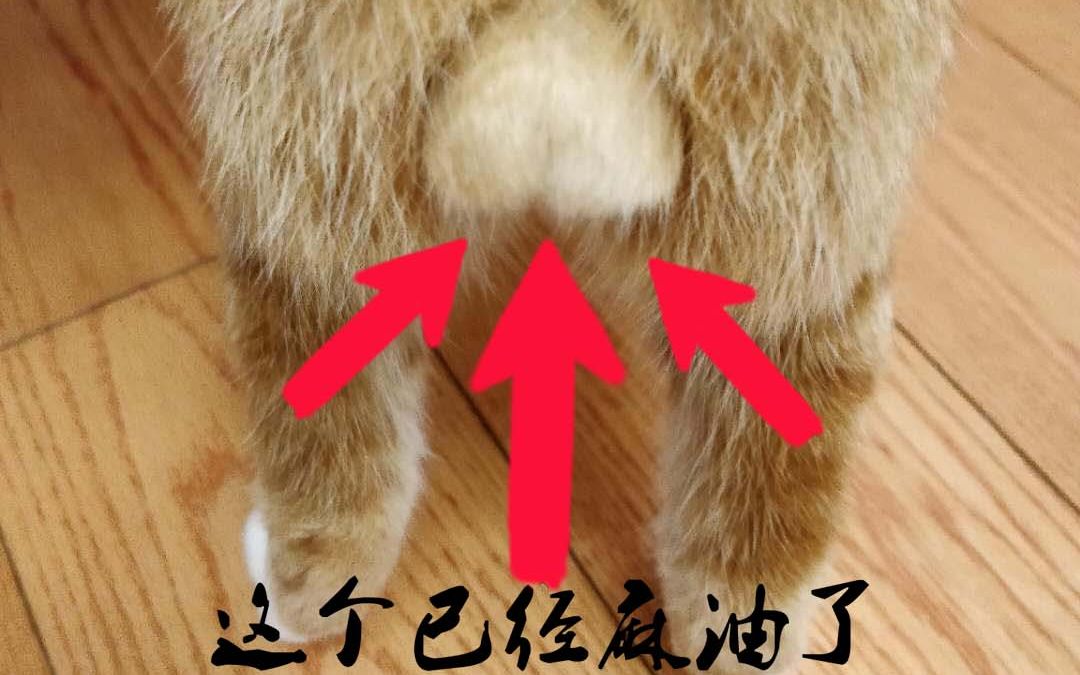 心疼橘猫失去了蛋蛋但是到家却兴奋到不停地扭秧歌还有谁告诉我猫失去