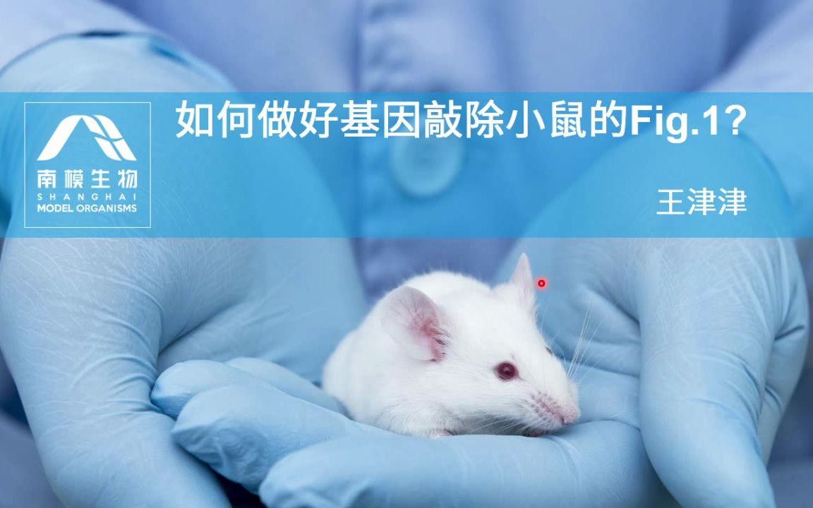 活动作品如何做好基因敲除小鼠的fig1