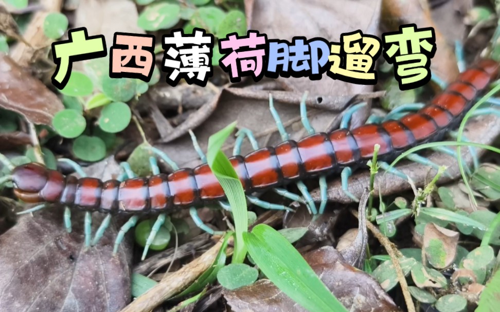 广西薄荷脚蜈蚣遛弯