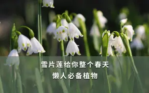 Download Video: 【海妈园艺课堂】雪片莲给你整个春天 懒人必备植物