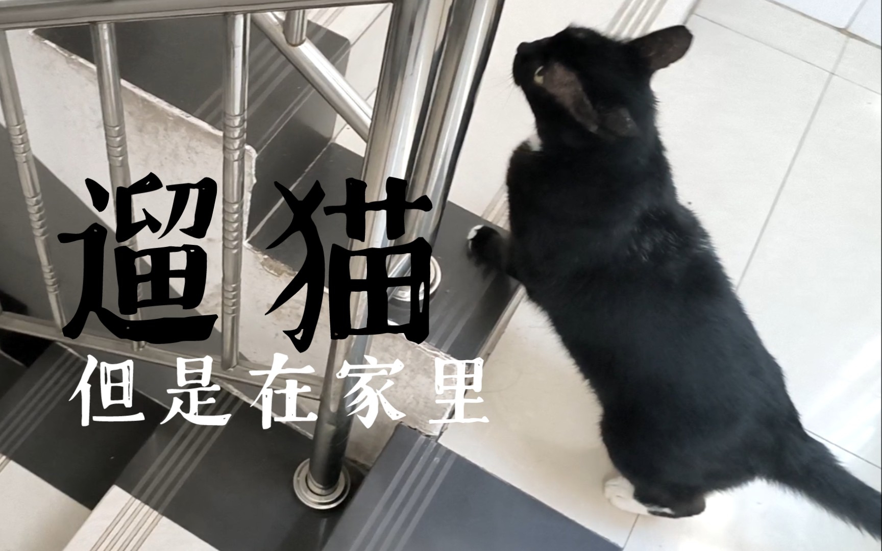 名为钢琴的猫,可以踩白块吗哔哩哔哩bilibili