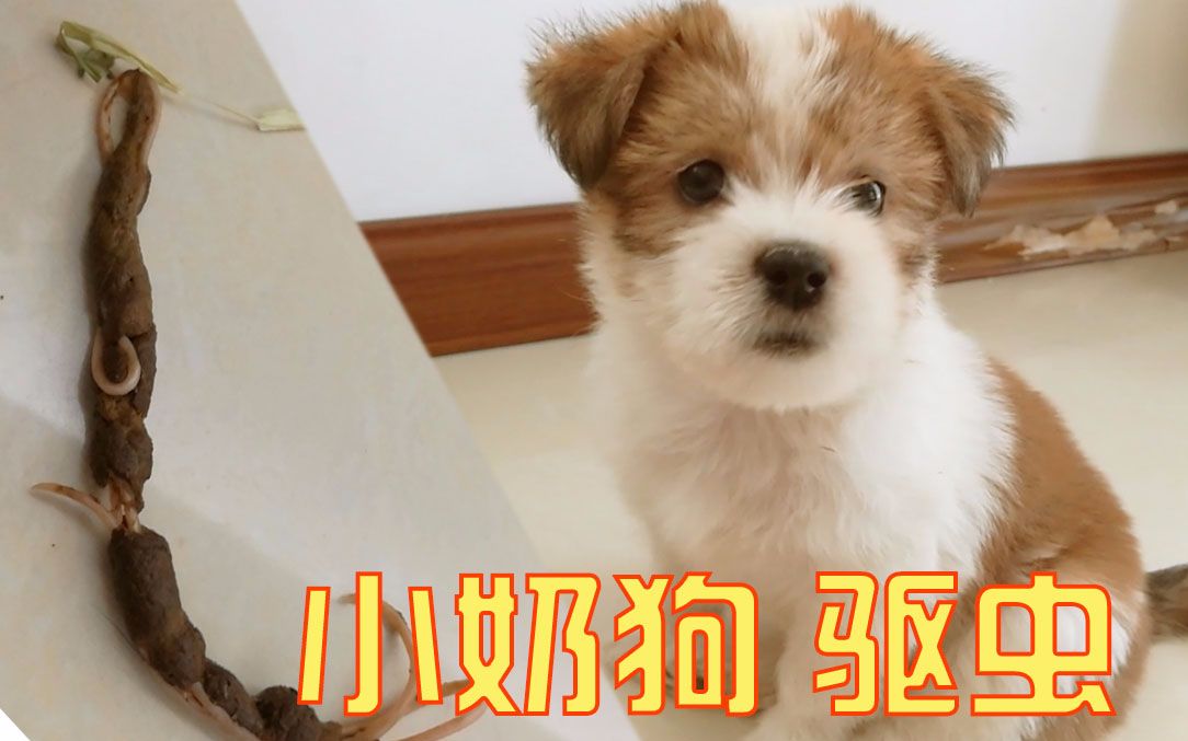 小奶狗的全部相关视频_bilibili_哔哩哔哩弹幕视频网