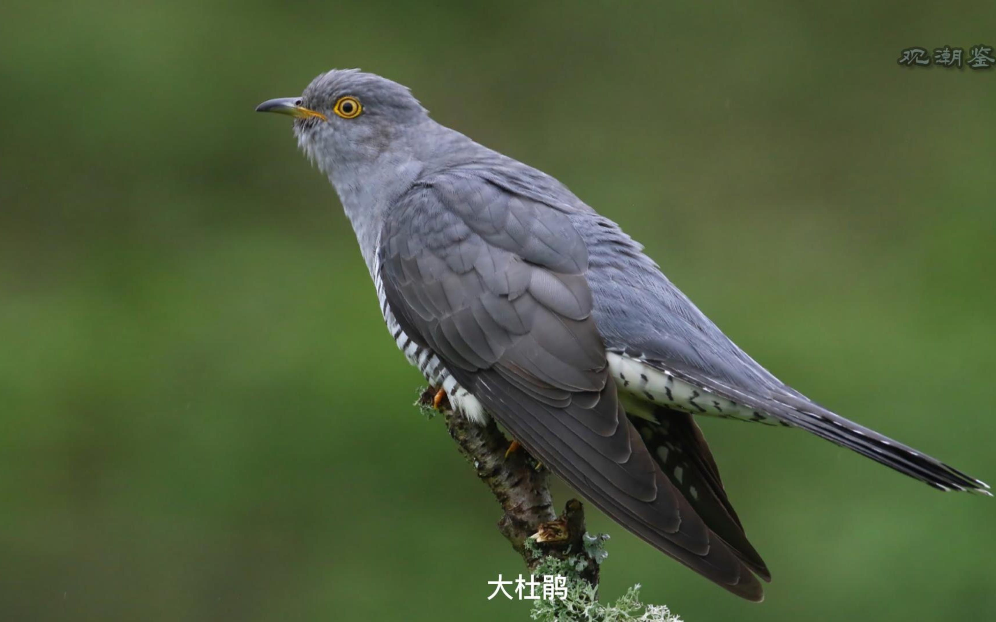 [图]世界鸟类叫声欣赏之杜鹃鸟篇