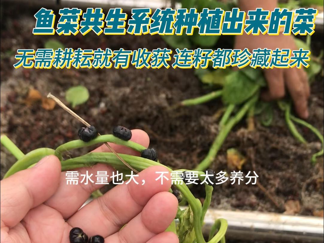 鱼菜共生系统种植出来的菜,连颗籽都要珍藏起来 不用耕耘就有收获哔哩哔哩bilibili