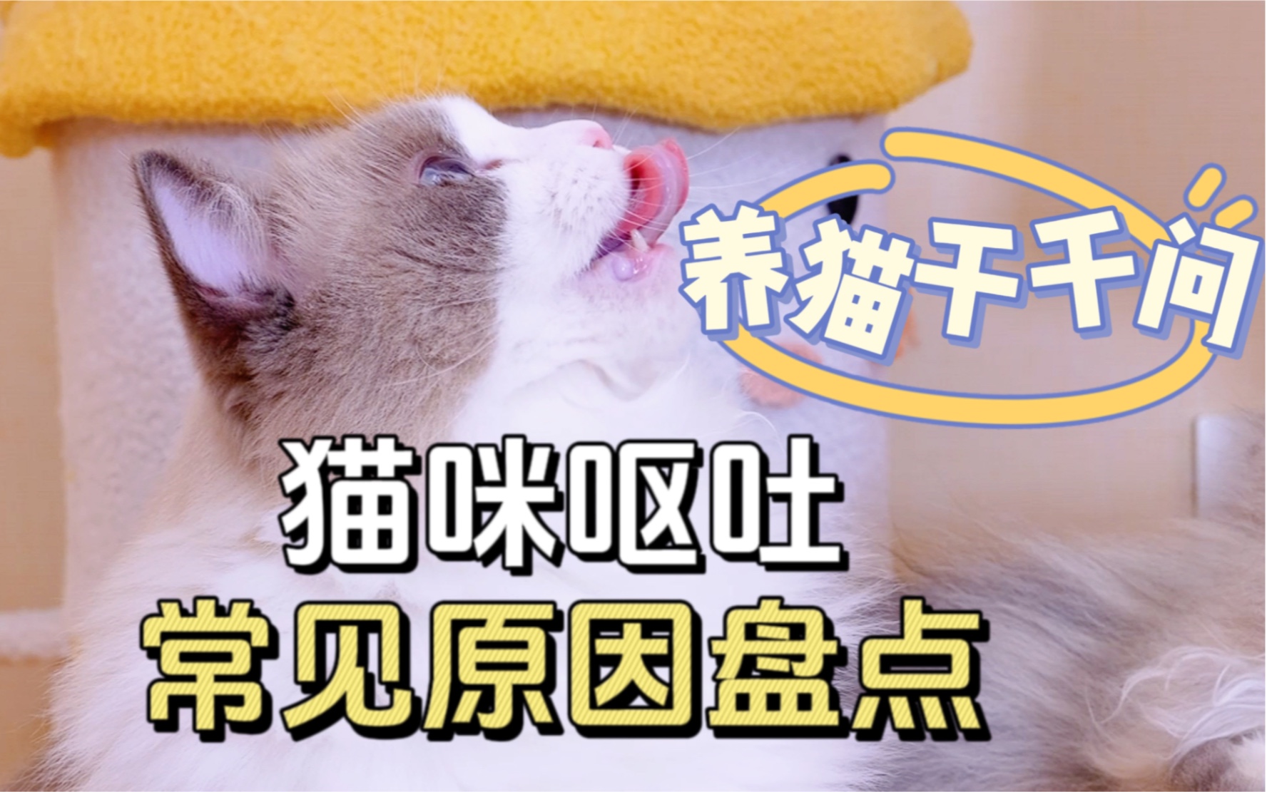 猫咪呕吐怎么办?!别慌别吓ta!跟着我这样做哔哩哔哩bilibili