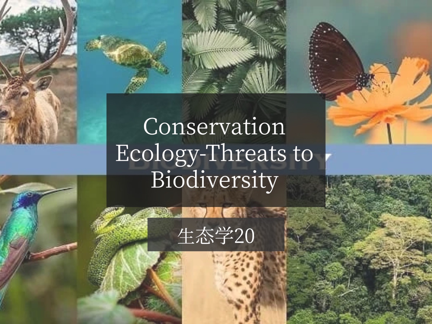 conserve biodiversity图片