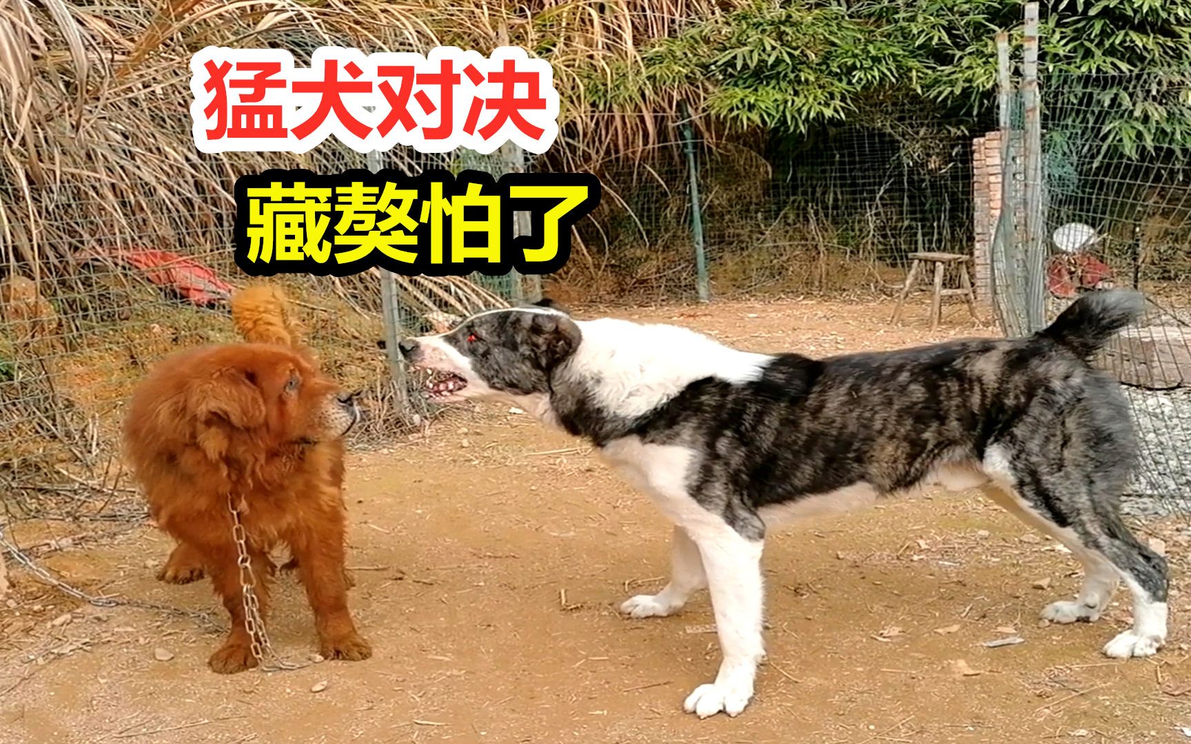 俄罗斯巨型斗犬面对藏獒发怒,东方猛犬对战中亚牧羊犬,结局意外