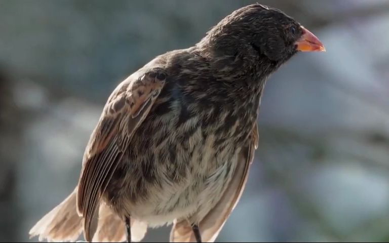 吸血地雀:鸟中迪奥和它的鲣鸟小面包