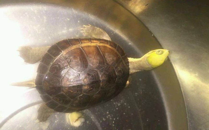 最利于黄喉小青龟的养殖环境给大家看一下我的一个养龟池