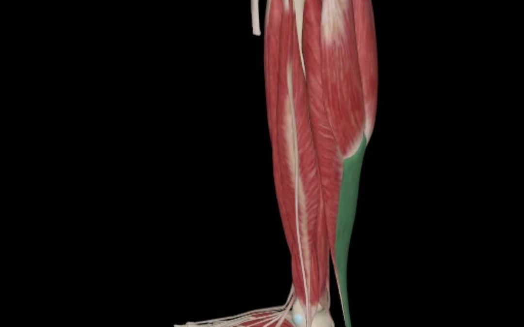 足部肌肉解剖——腓肠肌哔哩哔哩bilibili