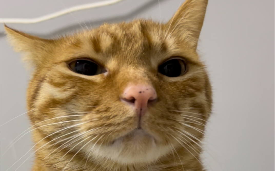 活动作品直视我崽种