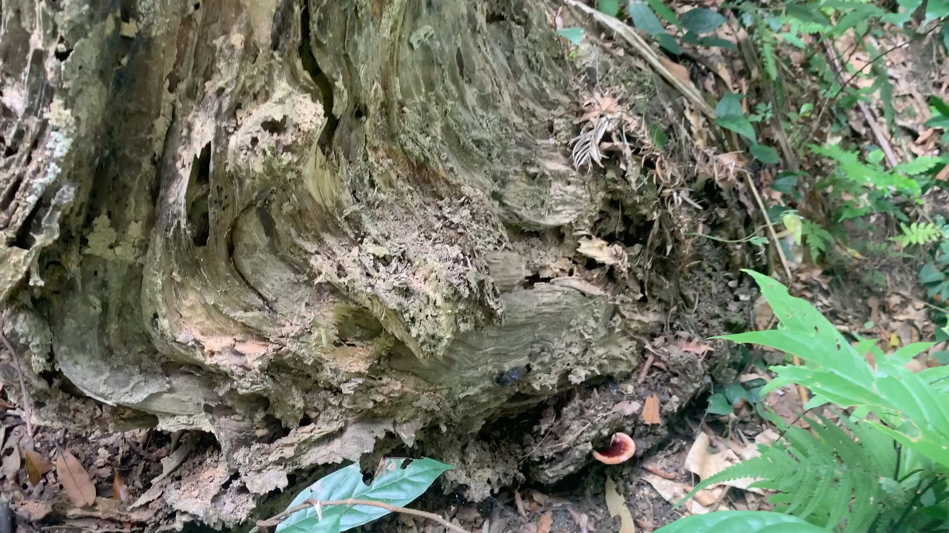 [图]灵芝的生长环境