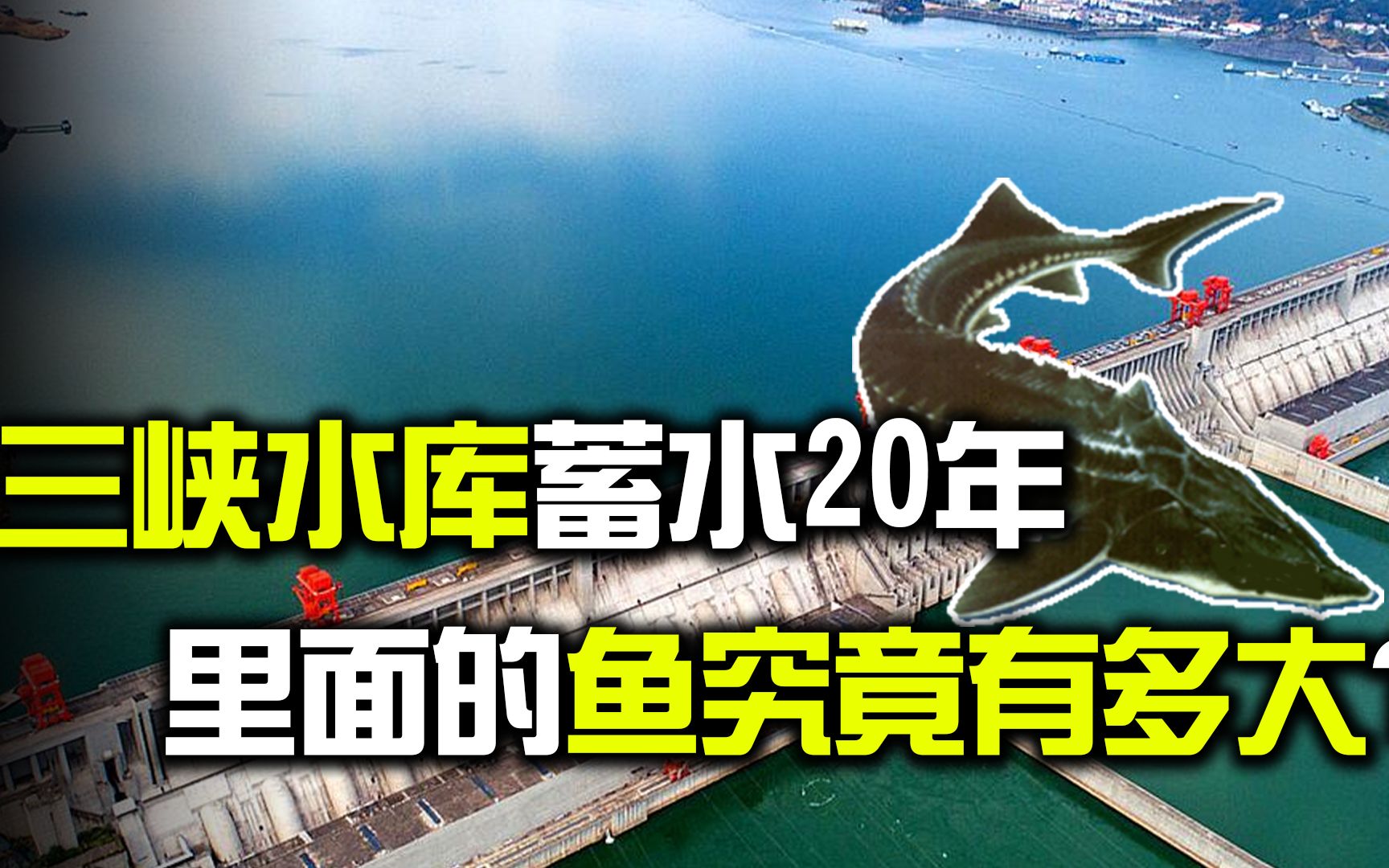 蓄水20年的三峡水库,堪比鱼类的天堂,里面的鱼最大有多大?哔哩哔哩bilibili