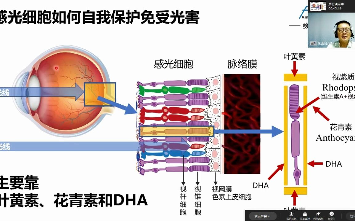 感光细胞是如何自我保护的?叶黄素,花青素,DHA,有哪些作用?哔哩哔哩bilibili