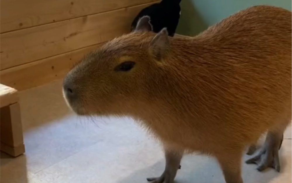 capybara(洗脑)哔哩哔哩bilibili