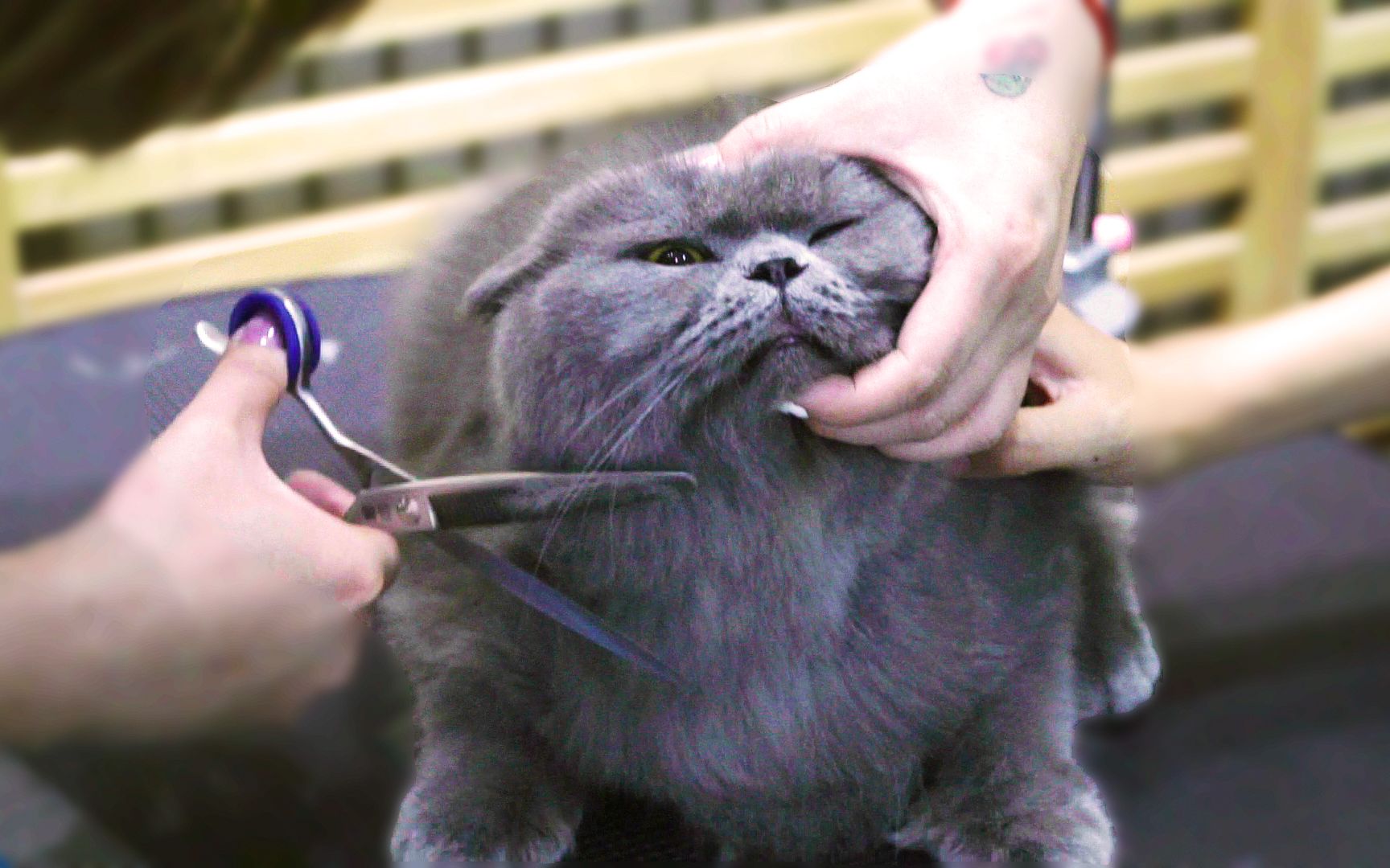 怀疑养了一只假猫剪毛不反抗反而一副很享受的样子