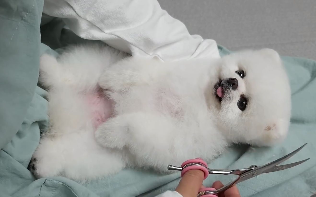 给瓷娃娃一样的博美狗狗做美容护理啦!