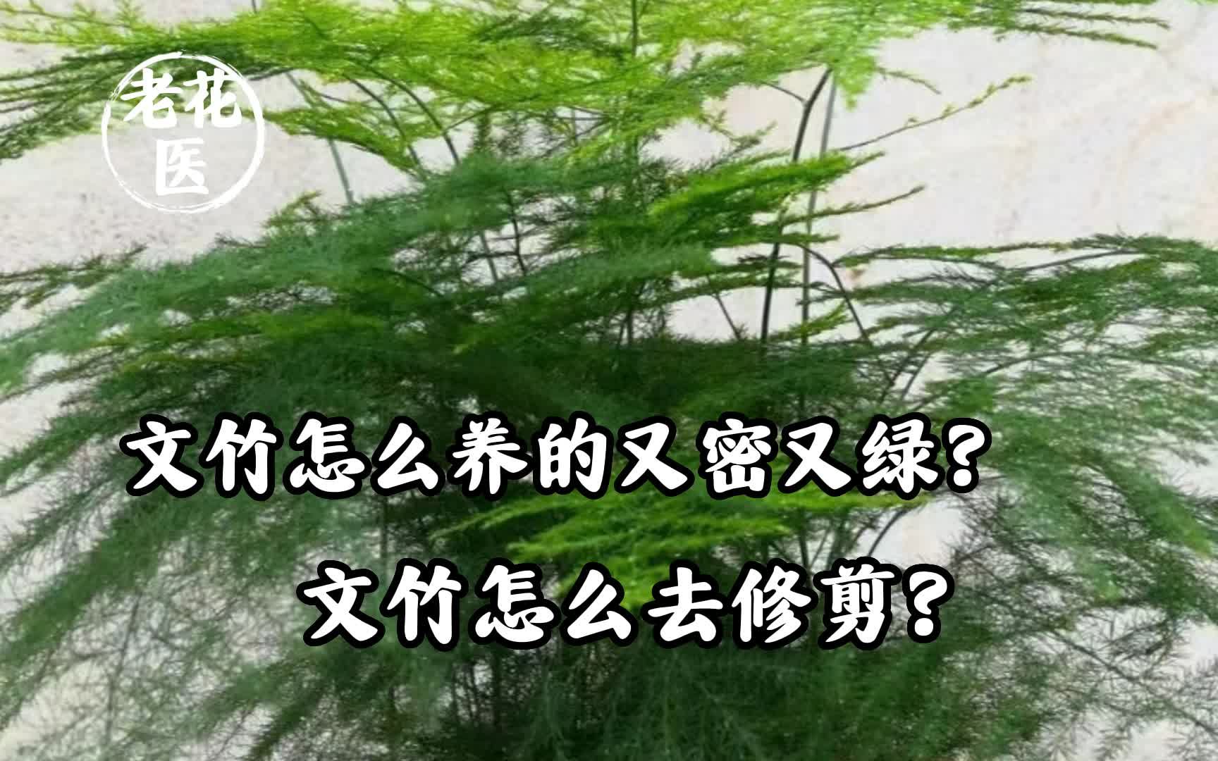 文竹怎么养得又密又绿?文竹怎么去修剪?哔哩哔哩bilibili